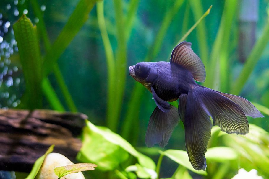 The Best Fish Tank Air Stones for Improved Water Circulation