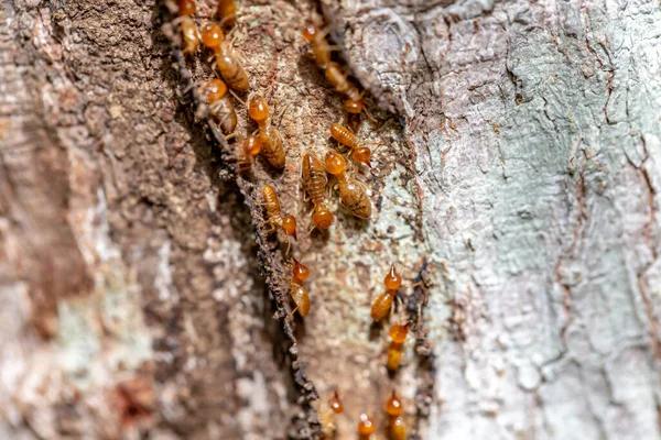 Sydney's Safest and Most Effective Termite Control Solutions