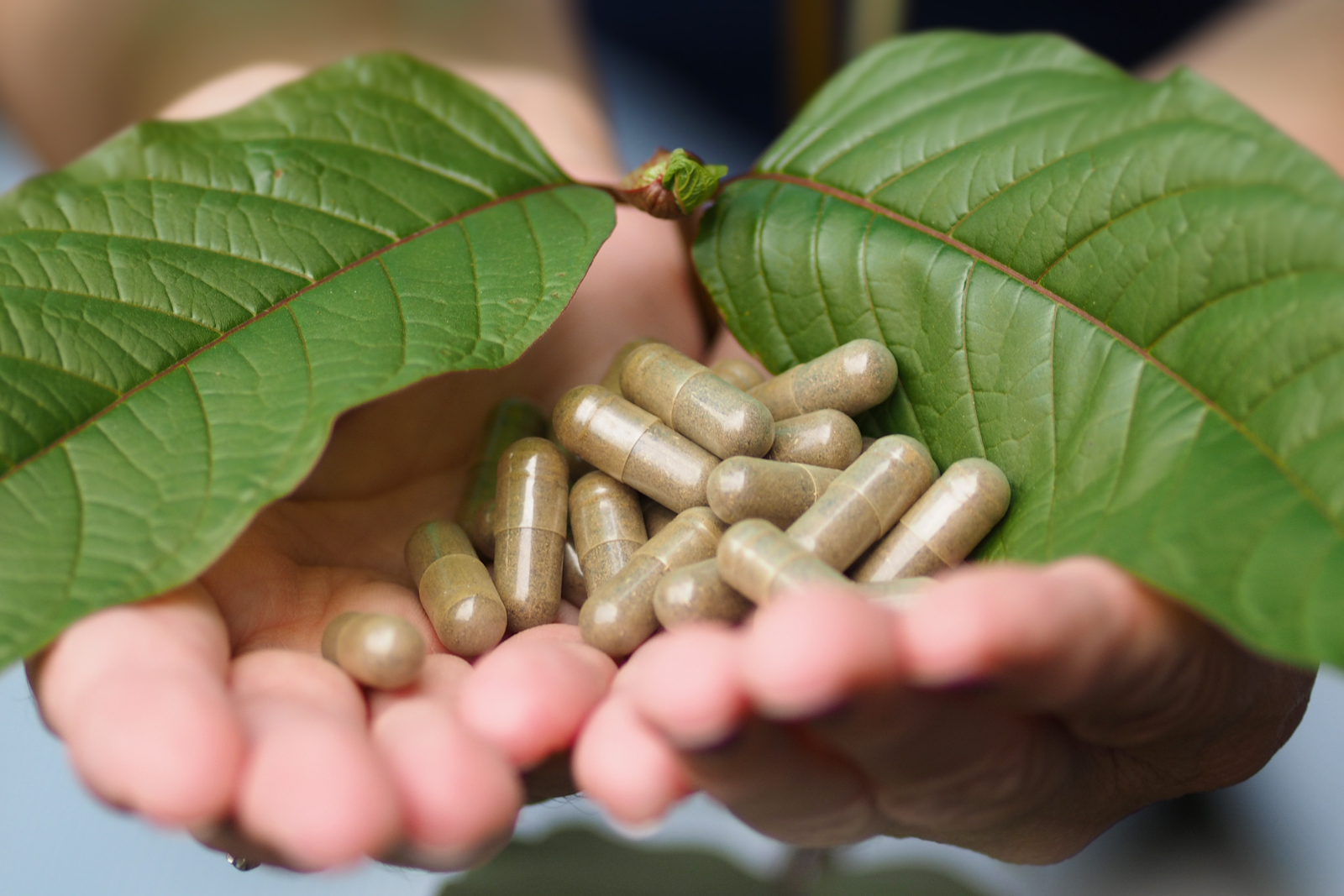 Kratom’s Role in Mental Wellness Potential Benefits and Risks to Know